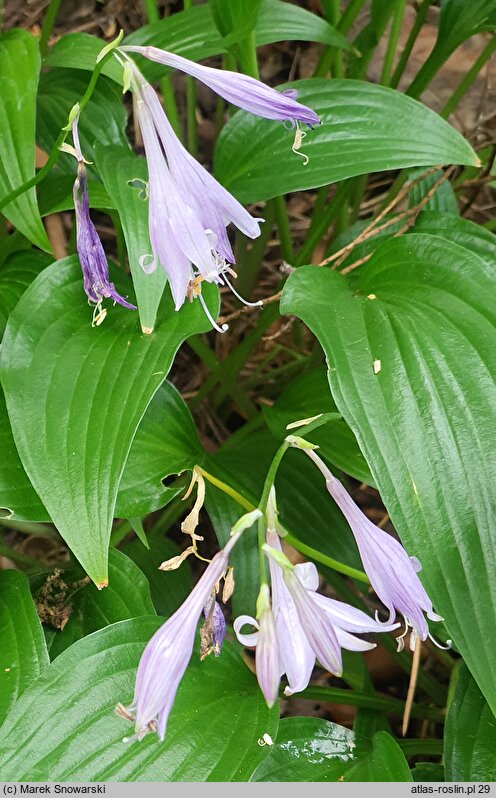 Hosta Lancifolia