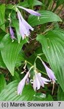 Hosta Lancifolia