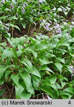 Hosta Lancifolia