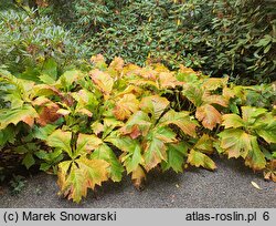 Rodgersia podophylla (rodgersja stopowcolistna)