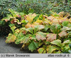 Rodgersia podophylla (rodgersja stopowcolistna)