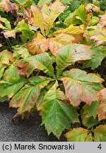 Rodgersia podophylla (rodgersja stopowcolistna)