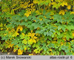 Aesculus parviflora (kasztanowiec drobnokwiatowy)