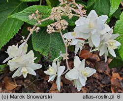 Hydrangea involucrata Mihara-kokonoe