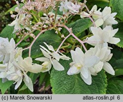 Hydrangea involucrata Mihara-kokonoe