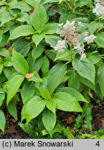 Hydrangea involucrata Mihara-kokonoe