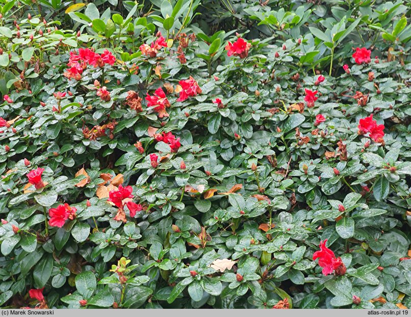 Rhododendron hort. Abendrot