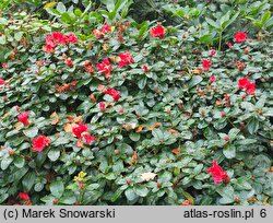 Rhododendron hort. Abendrot