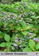 Hydrangea macrophylla Blaumeise