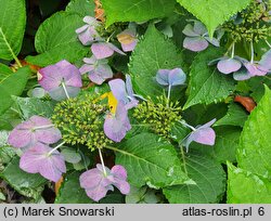 Hydrangea macrophylla Blaumeise