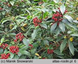 Skimmia reevesiana (skimmia Reevesa)