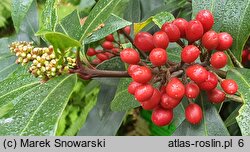 Skimmia reevesiana (skimmia Reevesa)