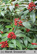 Skimmia reevesiana (skimmia Reevesa)