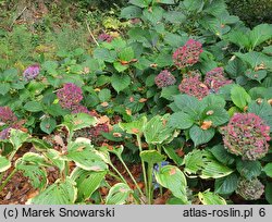 Hydrangea macrophylla Hamburg