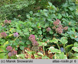 Hydrangea macrophylla Hamburg