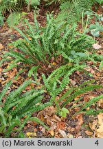 Asplenium scolopendrium Marginata