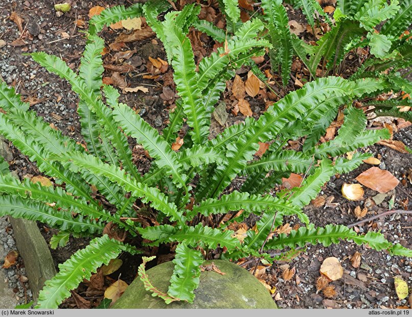 Asplenium scolopendrium Marginata