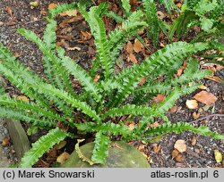 Asplenium scolopendrium Marginata