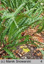 Asplenium scolopendrium Marginata