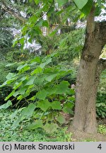 Paulownia fortunei (paulownia Fortune'a)