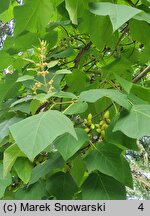 Paulownia fortunei (paulownia Fortune'a)