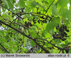 Paulownia fortunei (paulownia Fortune'a)