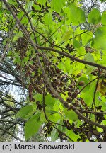 Paulownia fortunei (paulownia Fortune'a)