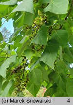 Paulownia fortunei (paulownia Fortune'a)