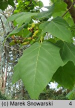 Paulownia fortunei (paulownia Fortune'a)