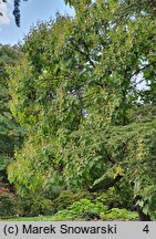 Paulownia fortunei (paulownia Fortune'a)