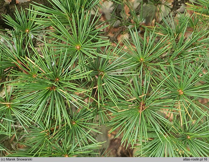 Cedrus libani ssp. stenocoma (cedr turecki)