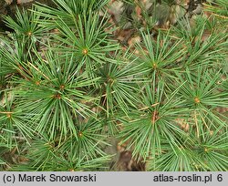 Cedrus libani ssp. stenocoma (cedr turecki)