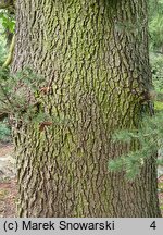 Cedrus libani ssp. stenocoma (cedr turecki)