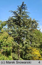 Cedrus libani ssp. stenocoma (cedr turecki)