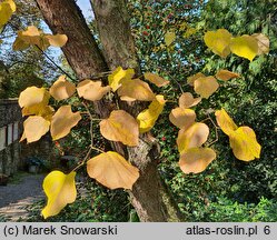 Cercis siliquastrum (judaszowiec południowy)