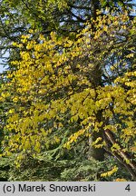 Cercis siliquastrum (judaszowiec południowy)