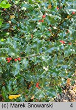 Ilex aquifolium (ostrokrzew kolczasty)