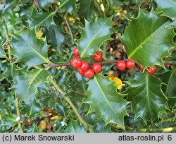 Ilex aquifolium (ostrokrzew kolczasty)