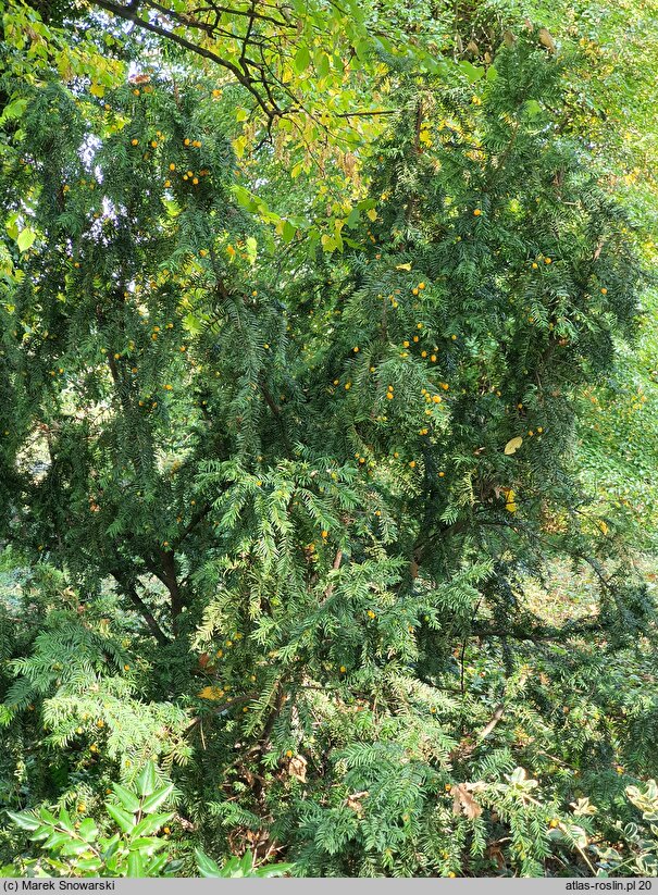 Taxus baccata Lutea