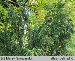 Taxus baccata Lutea