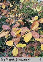 Sorbus sudetica (jarząb sudecki)