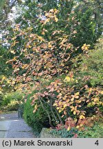 Sorbus sudetica (jarząb sudecki)