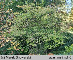 Ilex verticillata (ostrokrzew okółkowy)