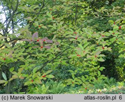 Ilex verticillata (ostrokrzew okółkowy)