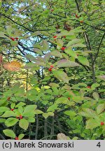 Ilex verticillata (ostrokrzew okółkowy)