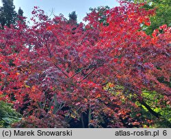 Acer palmatum Akegarasu