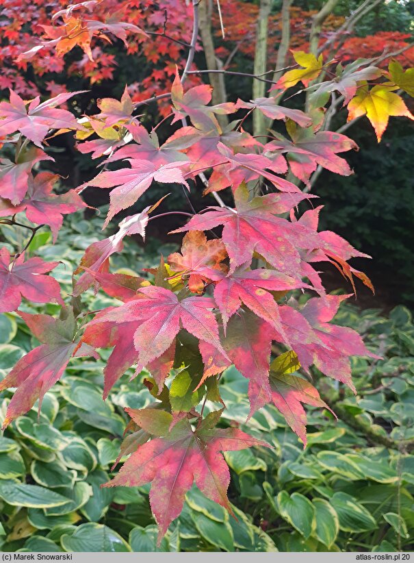 Acer palmatum Akegarasu