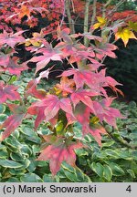 Acer palmatum Akegarasu