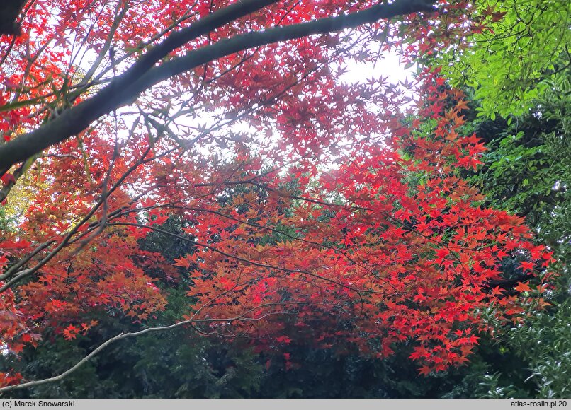 Acer palmatum Bloodgood