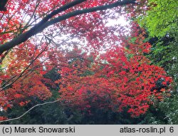 Acer palmatum Bloodgood